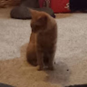 Meet your Posher, Abigail